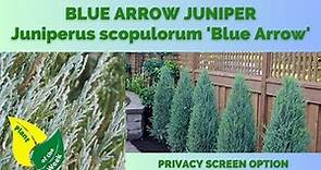BLUE ARROW JUNIPER | Juniperus scopulorum 'Blue Arrow'