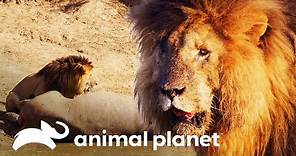 La leyenda del verdadero Rey León: Caracortada | Historias de grandes felinos | Animal Planet