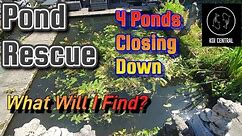 Visiting A Koi Pond Closure What Will I Find In 4 Ponds #koipond #koi #koipondbuild