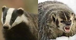 European Badger vs. North American Badger