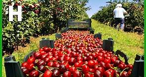 Amazing Cherry Farming – Cherries Harvested by Hand and By Machine – Cherry Processing In Factory