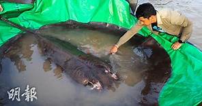 湄公河現4米長魔鬼魚　刷新世界最大淡水魚紀錄【短片】 (18:13) - 20220621 - 熱點