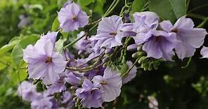Cuidados del Solanum wendlandii - Solano de flor Azul - Flor de la mañana - Giant Potato Creeper