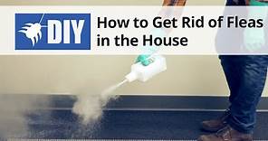 How To Get Rid of Fleas in The House - Indoor Flea Control Treatment