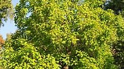 Catalpa Trees: Description, Habitat, Varieties and Problems | LoveToKnow