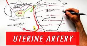 Anatomy Tutorial - Uterine Artery Branches