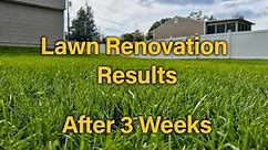 Fall Lawn Renovation Update - 3 Weeks Later - Results