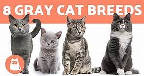 TOP 8 GRAY CAT BREEDS 🐱❣️ (Which Is Your Favorite?)