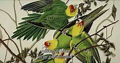 Birds of America - Trailer