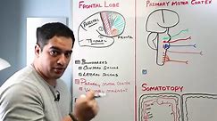 Neurology | Cerebrum: Frontal Lobe Anatomy & Function