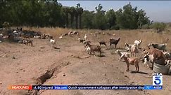 Hundreds of goats work to mitigate wildfires in Southern California