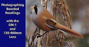 Using the OM-1 and the 150-400mm lens to film and photograph the beautiful Bearded reedling