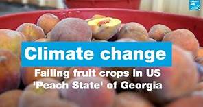 Farms in US 'Peach State' of Georgia grapple with climate change • FRANCE 24 English
