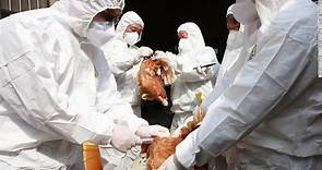 Gripe aviar: síntomas, diagnóstico, tratamiento y lo que debes saber