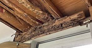 What Does Subterranean Termite Damage Look Like?