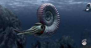 Ammonite - extinct marine mollusc