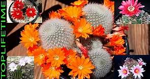10 Tipos de cactus con flores Más Increíbles
