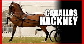 🟢🐎🟢 Caballos Hackney - HACKNEY Horses - LAS MEJORES RAZAS DE CABALLOS