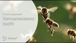Varroaresistenzzucht bei Honigbienen • Ein Transferprojekt des sächsischen Hochschulverbunds Saxony⁵