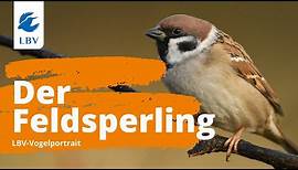 Der Feldsperling (Passer Montanus) - Steckbrief + Gesang. Vogelarten kennen lernen mit den Experten!