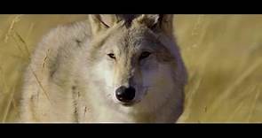 Il trailer del film «L’ultimo lupo», campione d’incassi