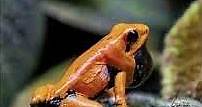 Golden poison frog || Description and Facts!