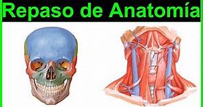 (Parte 1) Repaso de Anatomía Cabeza y Cuello 2021