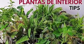 plantas de interior tips de cuidados chuyito jardinero