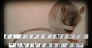 EL EXPERIMENTO "UNIVERSO 25" 🐭