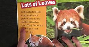 National Geographic Kids- Red Panda