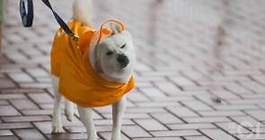 颱風小犬．總覽｜天文台急發9號風球　黑雨警告雨量破10月紀錄