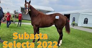 La mejor manera de comprar un caballo cuarto de milla en México Parte #1 SUBASTA SELECTA 2022
