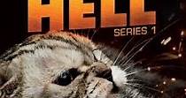 My Cat from Hell Season 11 - watch episodes streaming online