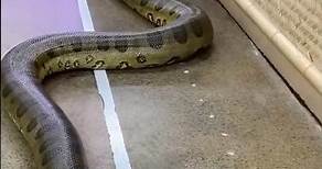 Anaconda | Amazon's Giant Snake