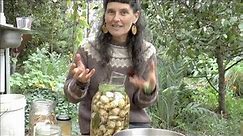 Sunchokes – from garden to gut (permaculture living non-monetised)