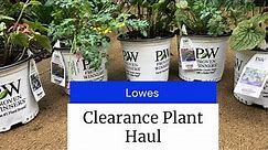 Lowes Haul | Clearance Plant Care