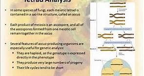 Tetrad Analysis 17