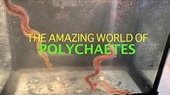 The Amazing World of Polychaetes