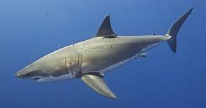 Tiburón blanco: qué es, características, reproducción, hábitat, nutrición