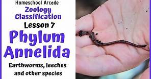 What are Annelids? | Phylum Annelida