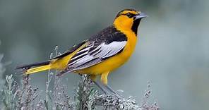 Bullock's Oriole Identification, All About Birds, Cornell Lab of Ornithology