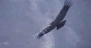Perù - il volo del CONDOR delle ANDE - Flying Condor in Peru