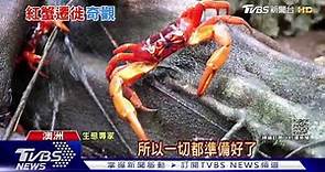 澳洲「聖誕島」季節奇觀! 五千萬隻紅蟹大遷徙｜TVBS新聞