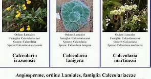 Angiosperme, ordine Lamiales, famiglia Calceolariaceae cana georgiana angiosperms andina tomentosa