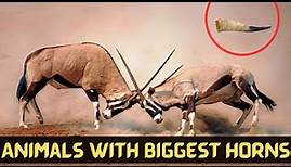10 Animals With The Biggest Horns In The World