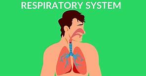 Respiratory System | How we breathe | Video for kids