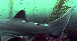 La Jolla Cove Sharks