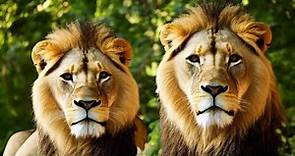 Descubre por qué el león es el rey de la selva