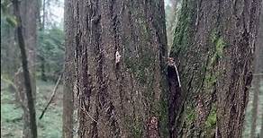 We're in the Trees at Lewis & Clark College