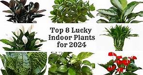 Top 8 Lucky Indoor Plants 2024 | Feng Shui Plants for Positive Energy | Lucky Houseplants